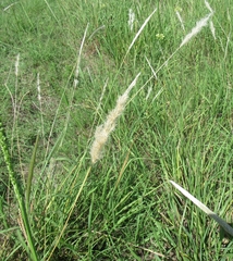 Bothriochloa longipaniculata