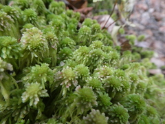 Sphagnum