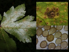 Puccinia saniculae