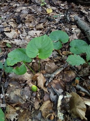 Viola hirta