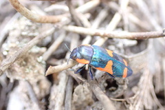 Castiarina grata