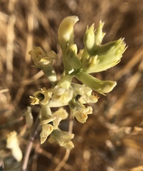 Astragalus asymmetricus
