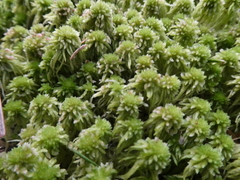 Sphagnum