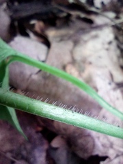 Viola hirta
