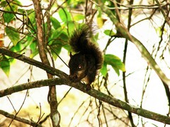 Sciurus aestuans
