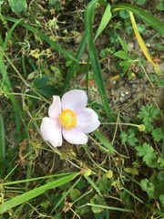 Eriocapitella hupehensis