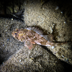 Scorpaena porcus