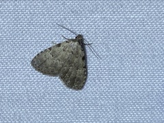 Dyspyralis puncticosta