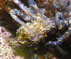 Hapalochlaena maculosa