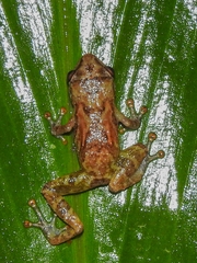 Pristimantis ridens