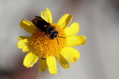 Dianthidium