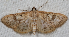 Palpita freemanalis