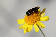 Dianthidium