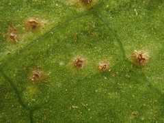 Puccinia saniculae
