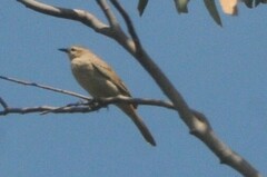 Cincloramphus mathewsi