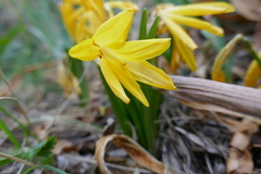 Sternbergia lutea