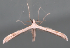 Lioptilodes albistriolatus