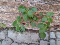 Parietaria judaica