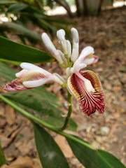 Alpinia officinarum