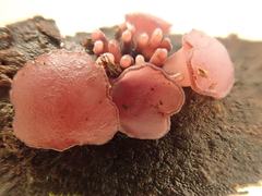 Ascocoryne sarcoides