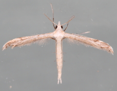 Lioptilodes albistriolatus