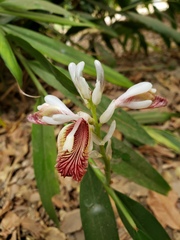 Alpinia officinarum