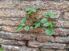 Parietaria judaica