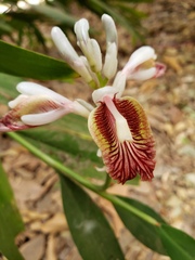 Alpinia officinarum