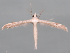 Lioptilodes albistriolatus