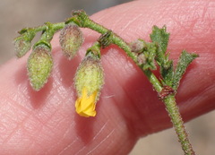 Hermannia decipiens