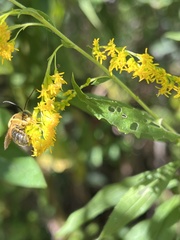 Melissodes dentiventris