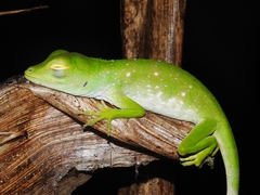 Anolis biporcatus