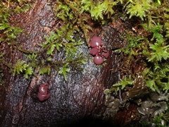 Ascocoryne sarcoides