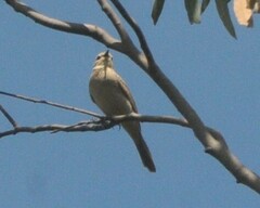 Cincloramphus mathewsi