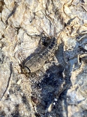 Allacrotelsa spinulata