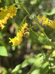 Melissodes dentiventris