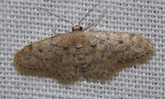 Idaea blaesii