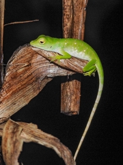 Anolis biporcatus