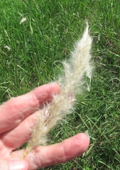 Bothriochloa longipaniculata