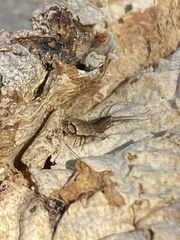 Allacrotelsa spinulata