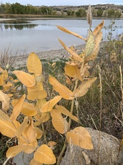 Asclepias speciosa