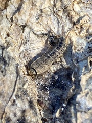 Allacrotelsa spinulata