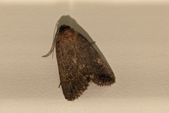 Caradrina germainii