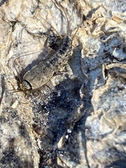 Allacrotelsa spinulata