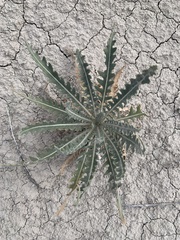 Mentzelia decapetala