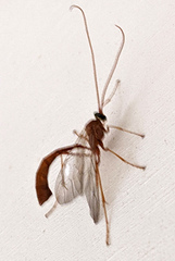 Enicospilus americanus-complex