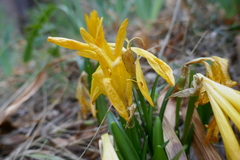 Sternbergia lutea