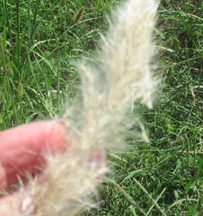 Bothriochloa longipaniculata