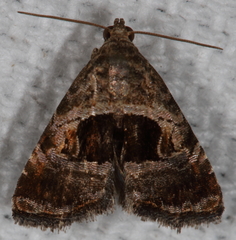 Tripudia rectangula