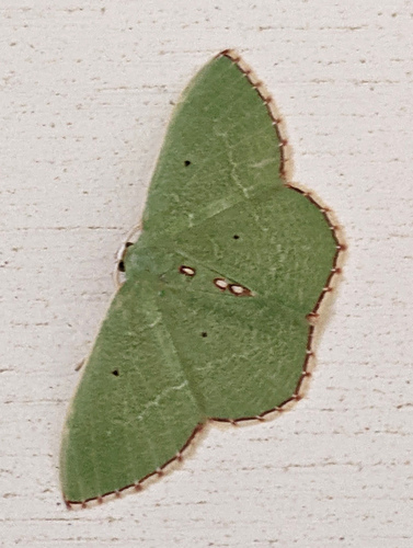 Red-bordered Emerald photo 4